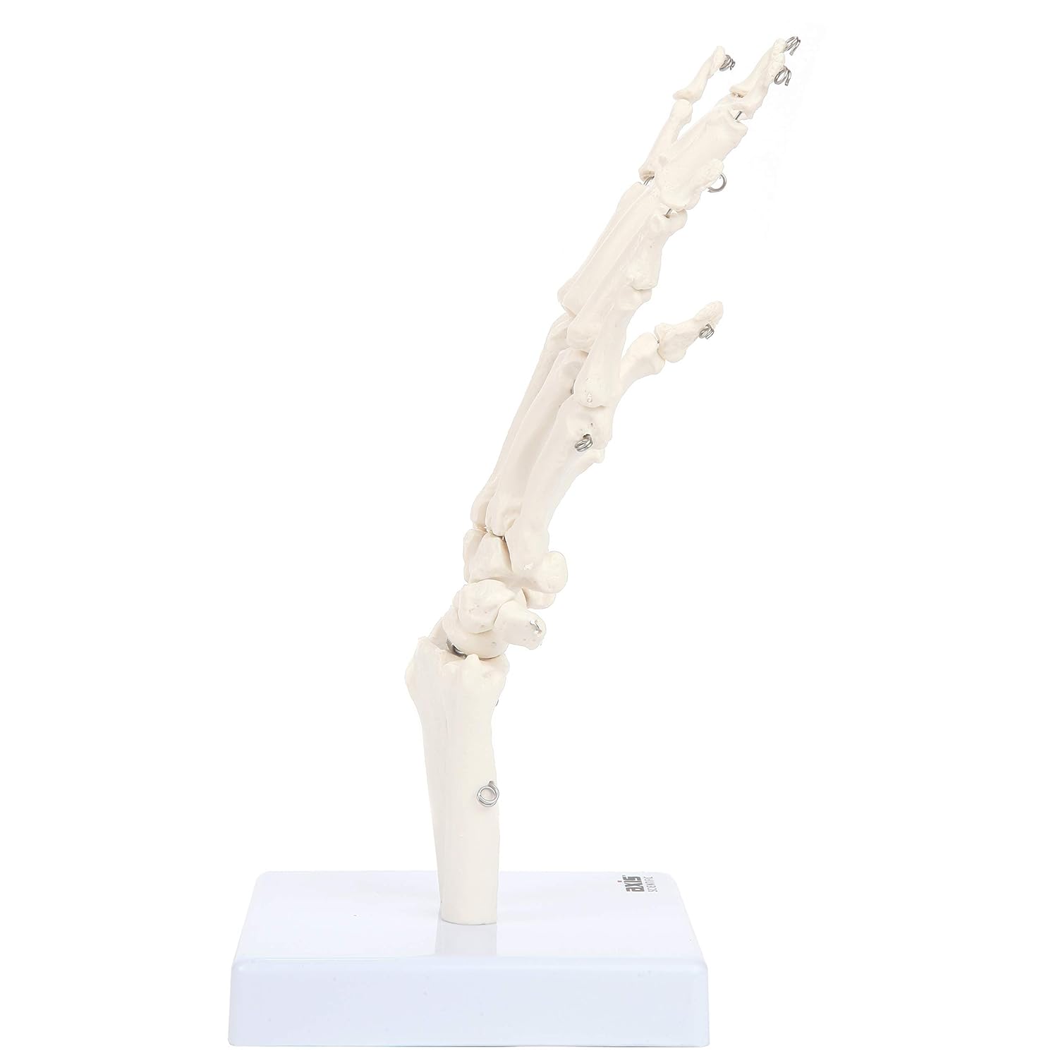 Axis Scientific Skeletal Hand with Wrist, Ulna, and Radius, Fully Articulated Flexible Hand Skeleton is Secured with Wire to Demonstrate Movement, Includes Base for Demonstration and Study