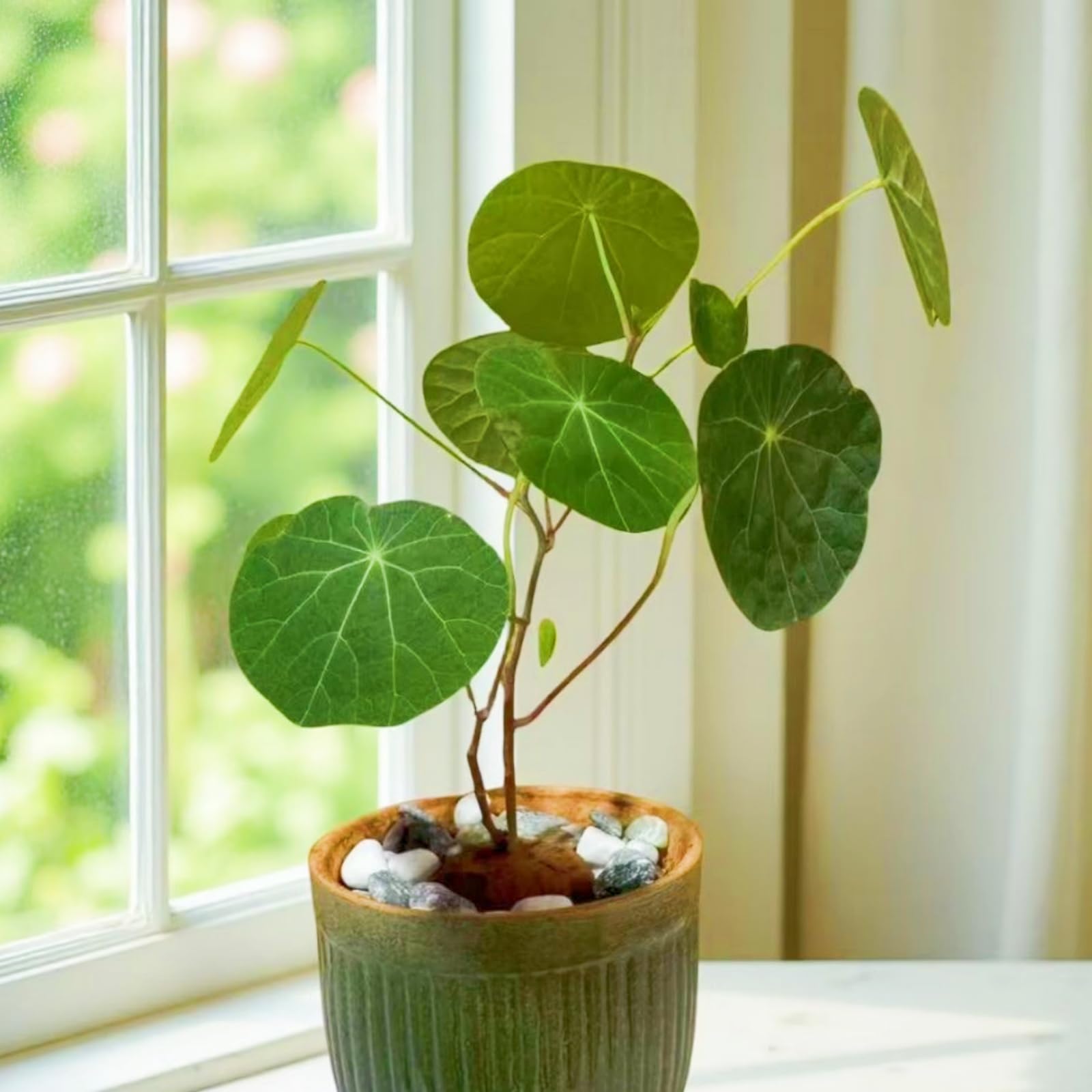 Stephania Plant Bulbs Can Be Planted Now, Surprise Growth, Garden Decoration, No Watering Required, Professional Planting, Suitable for Autumn-5bulbs-E