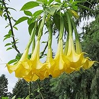 Vista 2 de QAUZUY GARDEN 5 semillas de trompeta de ángeles amarillos cremosos de Brugmansia Angel's Tear Moonflower Semillas tropicales Impresionantes
