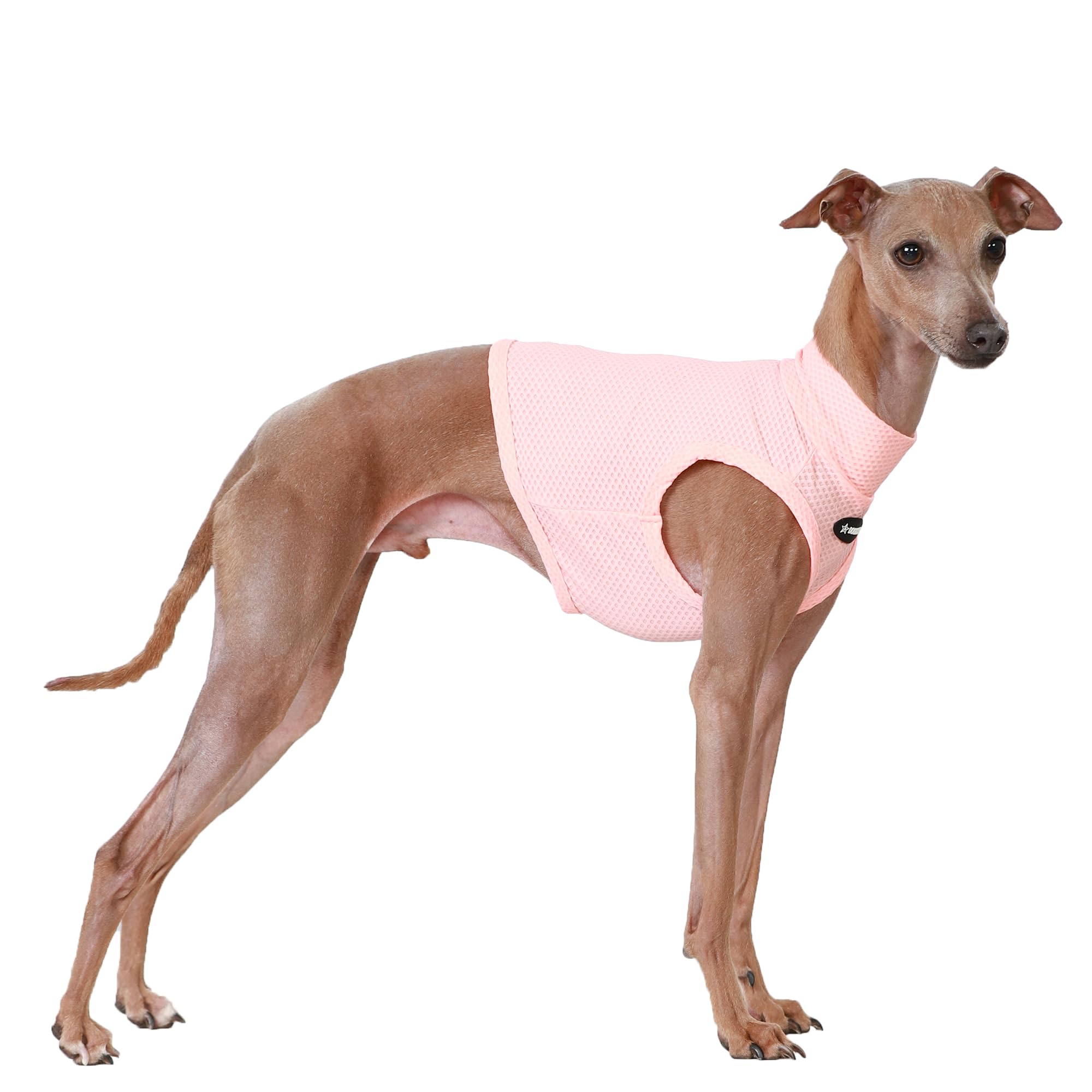 D Doggy Star Italian Greyhound Clothes Summer Cooling Crop Top T Shirt Whippet for Dog (L,Coolcrop Apricot) — image 1