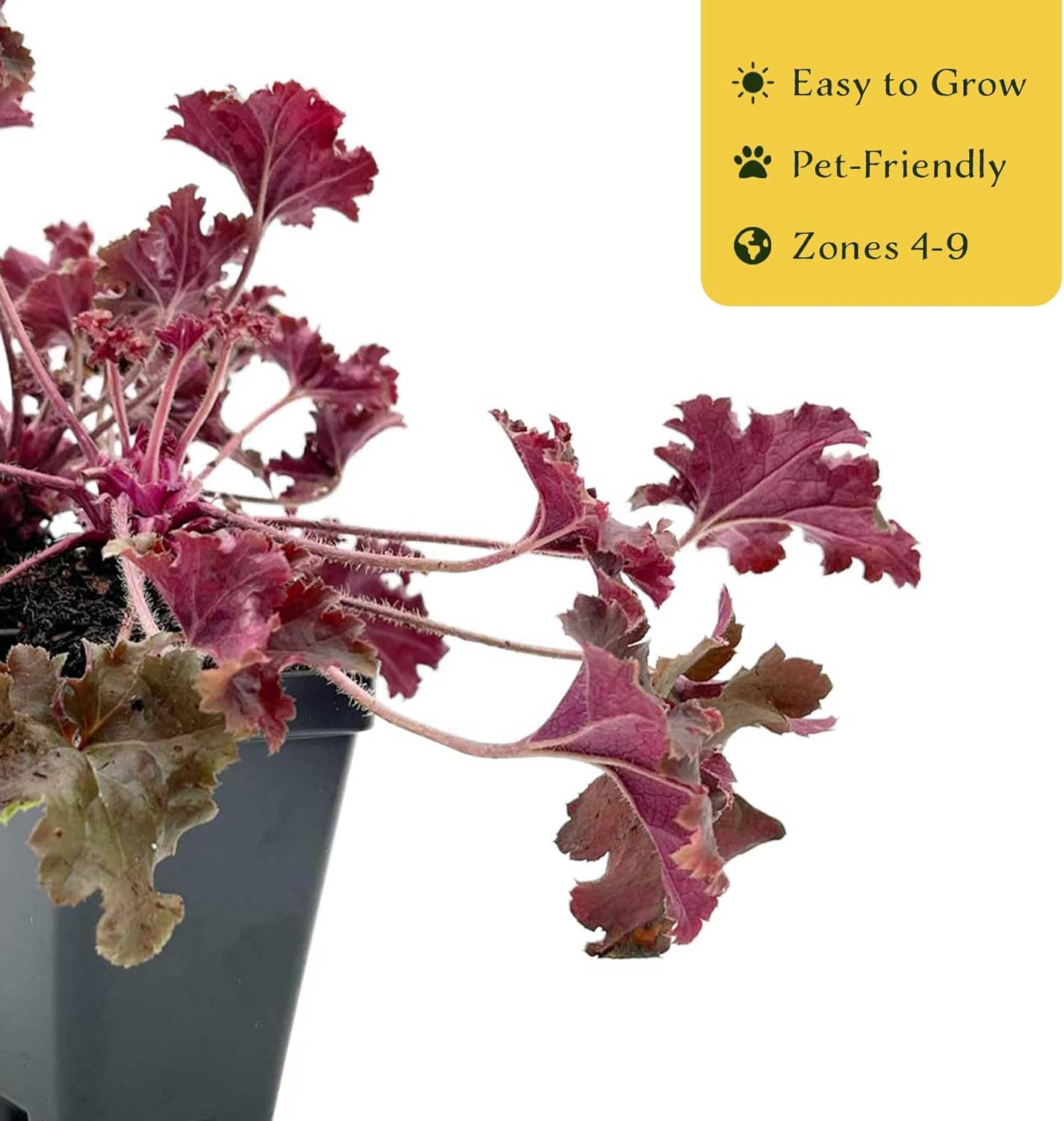 6 Dark Storm Coral Bells – Near Black Evergreen Shade Perennial with Glossy, Compact Ruffled Foliage for Borders & Containers (Heuchera ‘Dark Storm’) in 3.5” Cubes, Live Plants