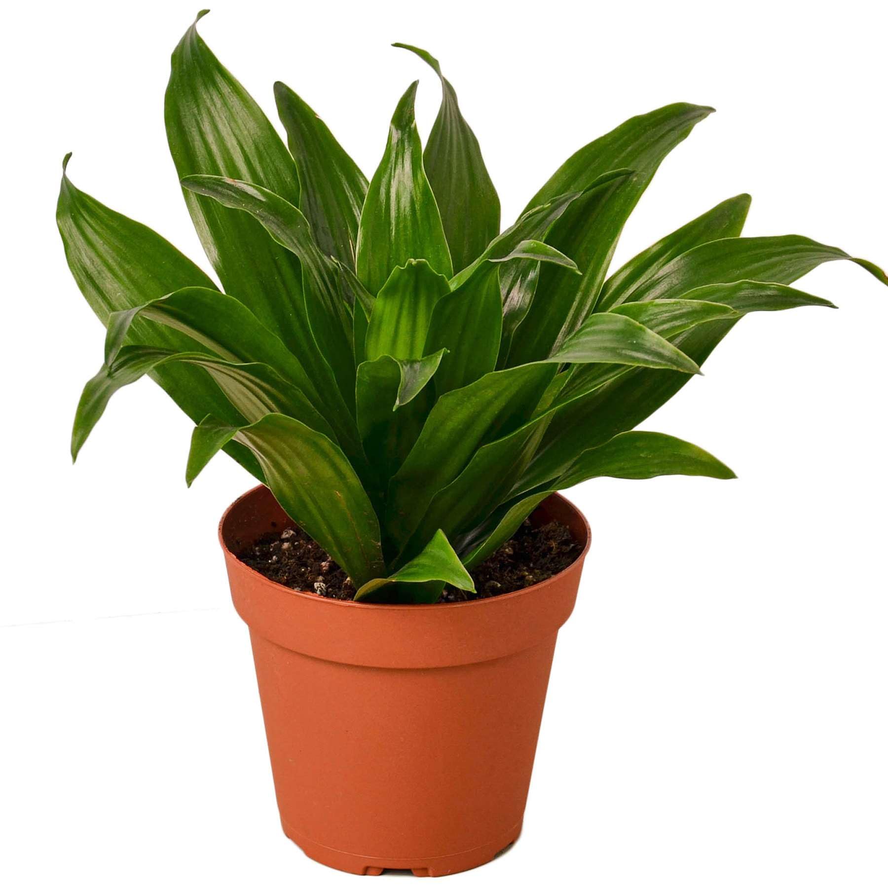 Thirsty Leaves Dracaena Janet Craig