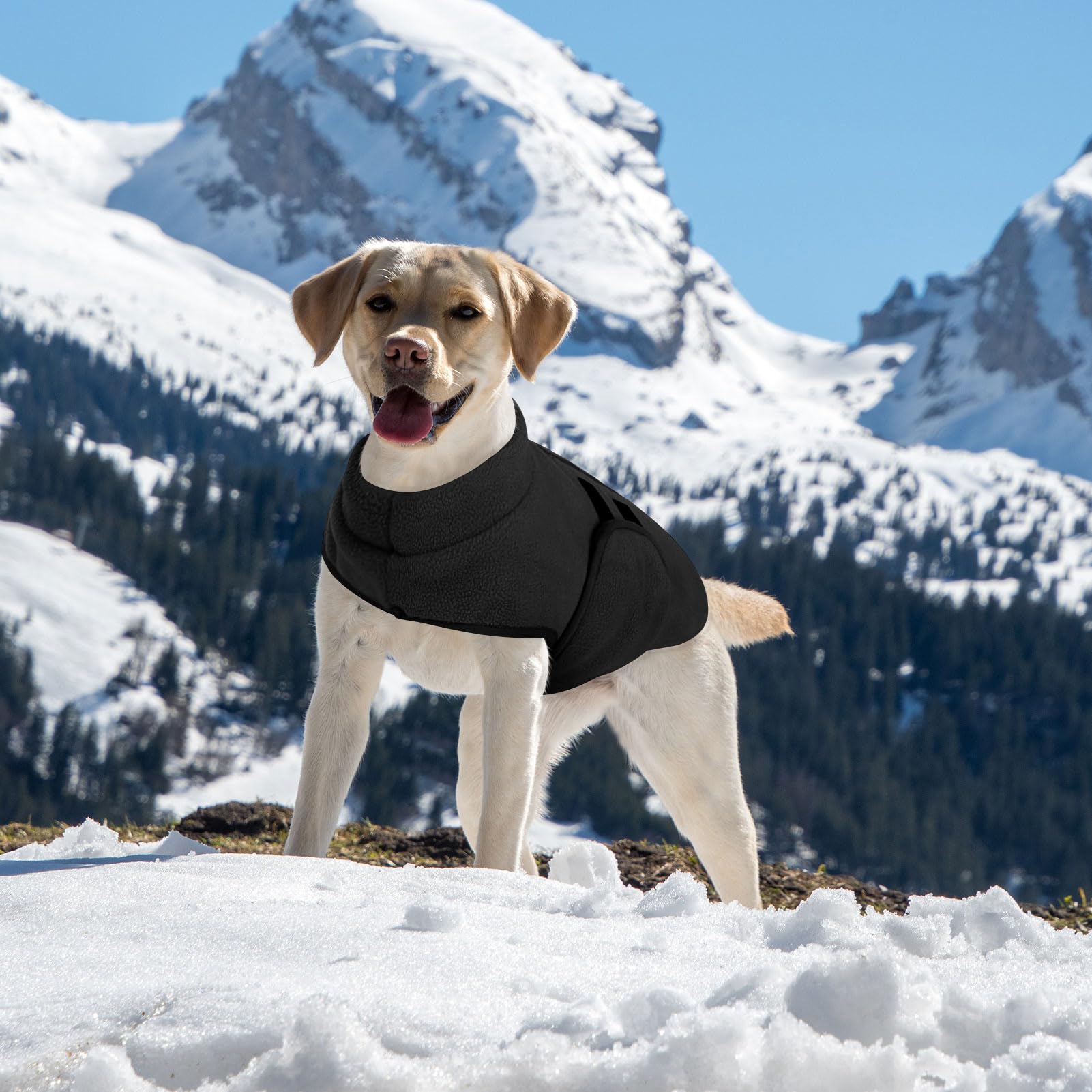 Petco Dog Sweaters Fitwarm Dog Turtleneck Sweater, Thermal Knitted