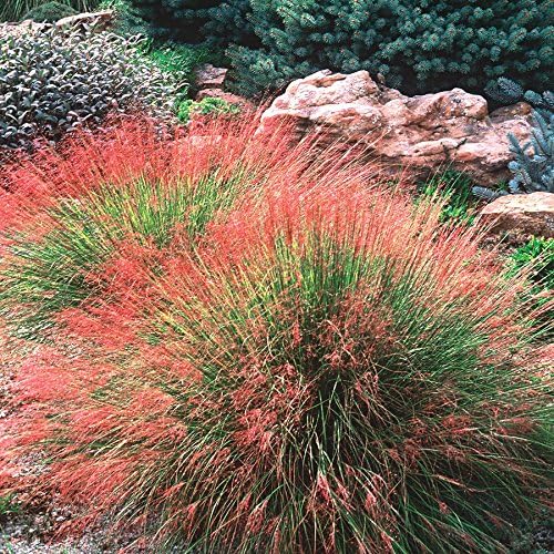 Semillas de hierba ornamental resistentes al invierno, Muhlenbergia reverchonii (Rubí sin intimidación Muhly). (25)