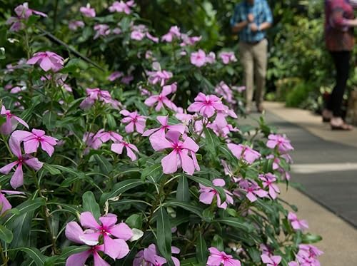 Miniatura 7 de RAISE ME UP Semillas Periwinkle Madagascar Mezcla Flores Perennes