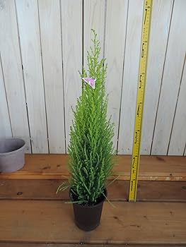 Amazon.co.jp: コニファー ゴールドクレスト・ウィルマ 12cmポット苗