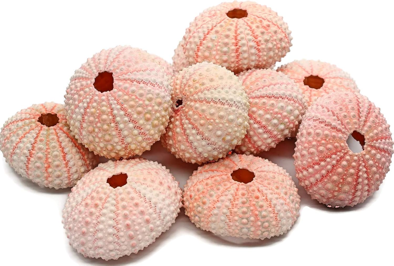Pink Sea Urchin 5 Pink Sea Urchin Shell Sea Urchin Shells for Craft and Decor