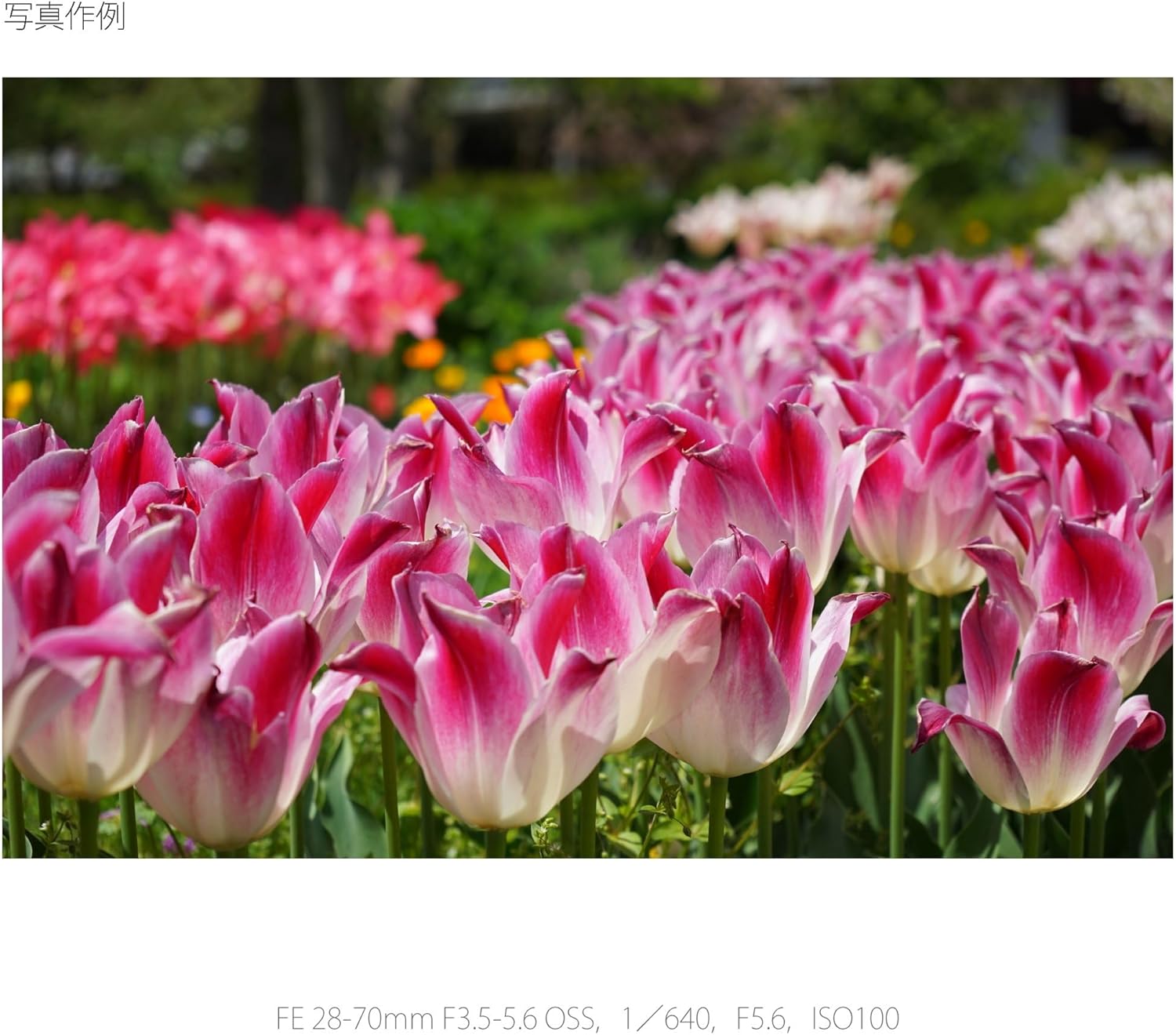 SONY 標準ズームレンズ FE 28-70mm F3.5-5.6 OSS フルサイズ対応 ソニー FE