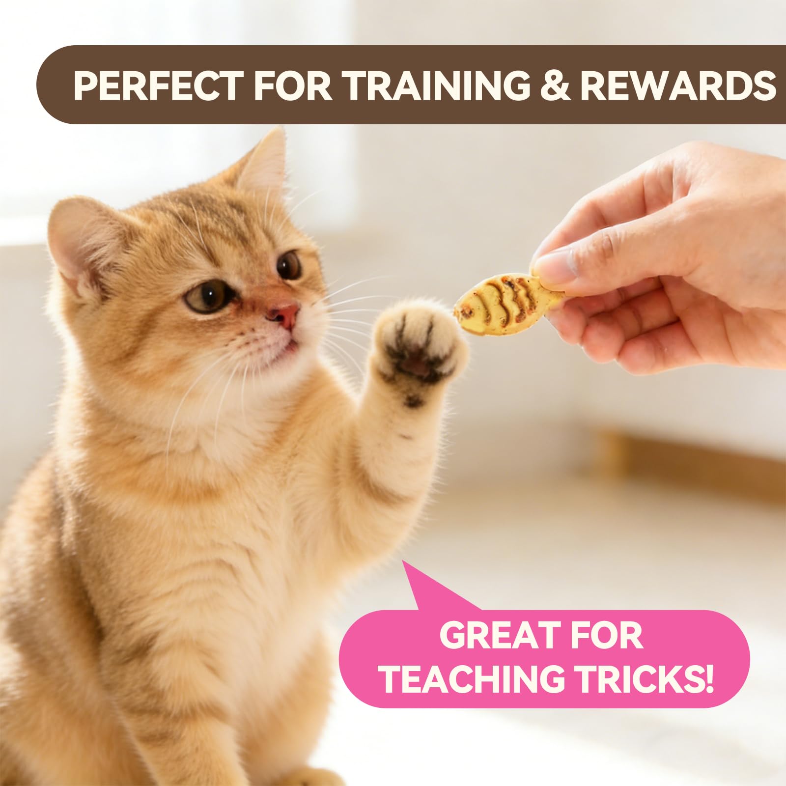 Golosinas para Gatos con Hierba gatera, bocadillos para Gatos con Sabor a Pollo y salmón, golosinas de Entrenamiento para Gatos, crujientes