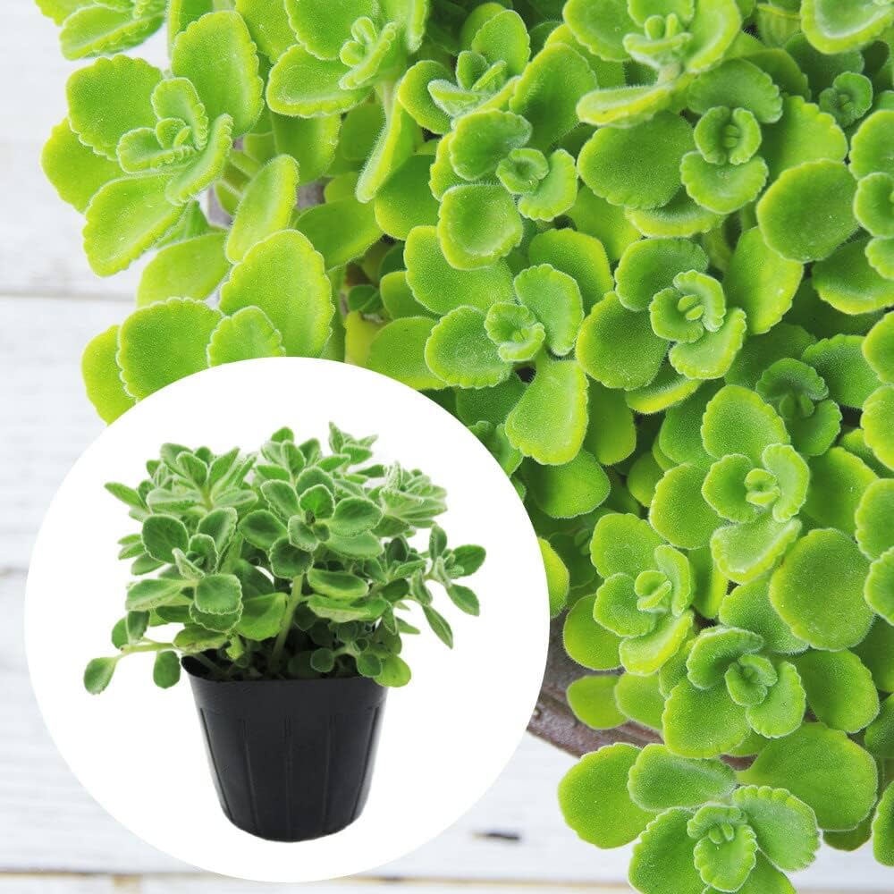 Amazon.co.jp: ハーブ苗 「 アロマティカス 苗 」9cm ポット 【2株