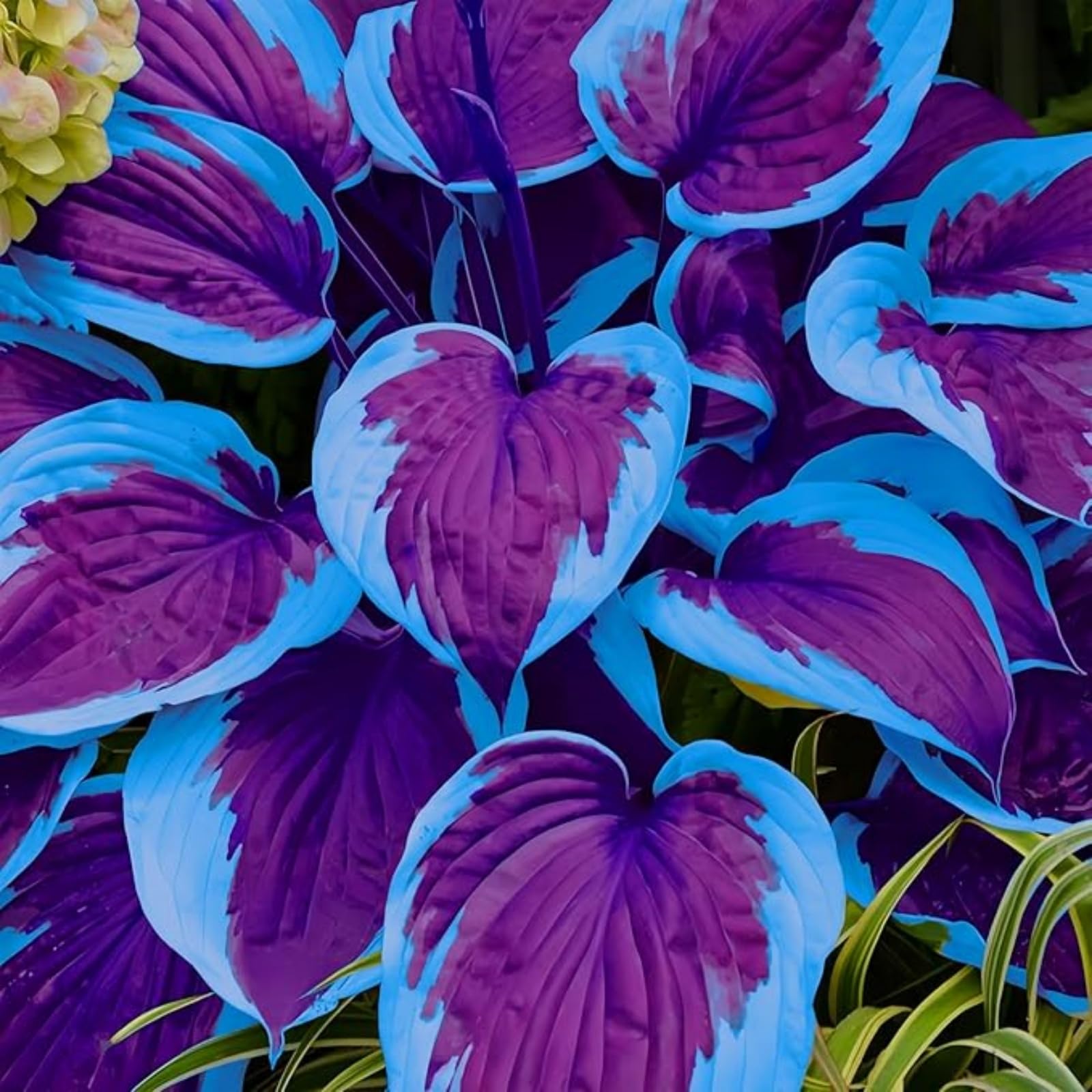 Stark duftende, Ideale Garten, Winterharte mehrjährige Seltene, Überraschend wachsend, Beharrliche VitalitäT, GemüTliche Gartenoase﻿,-10Hosta -H