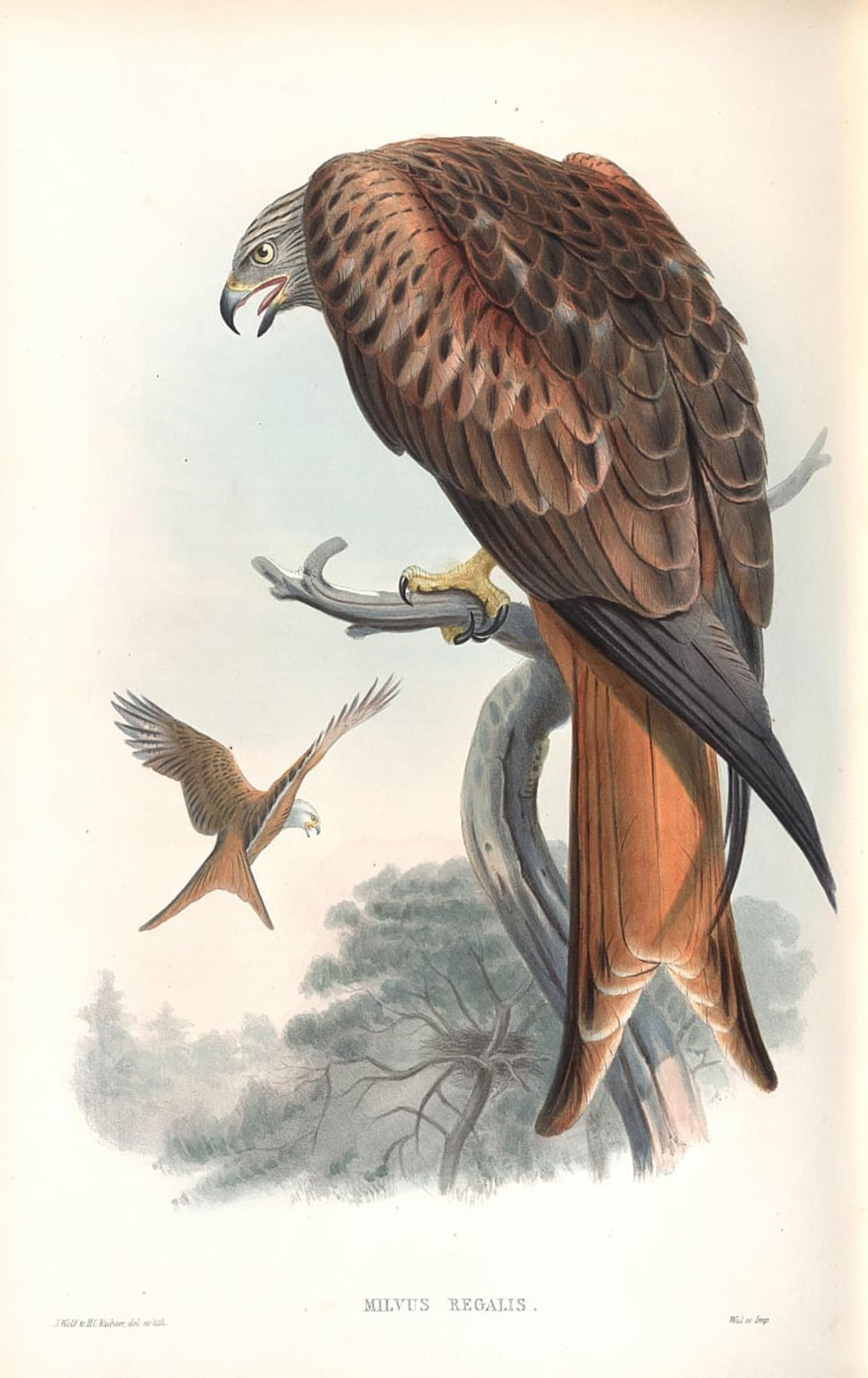 ARTXLXXBN Famous Painting Art Wall Decor Abstract Art Picture Animal Bird Illustration of Milvus Regalis by John Gould Animal Pictures for Home Decor 60x90cm