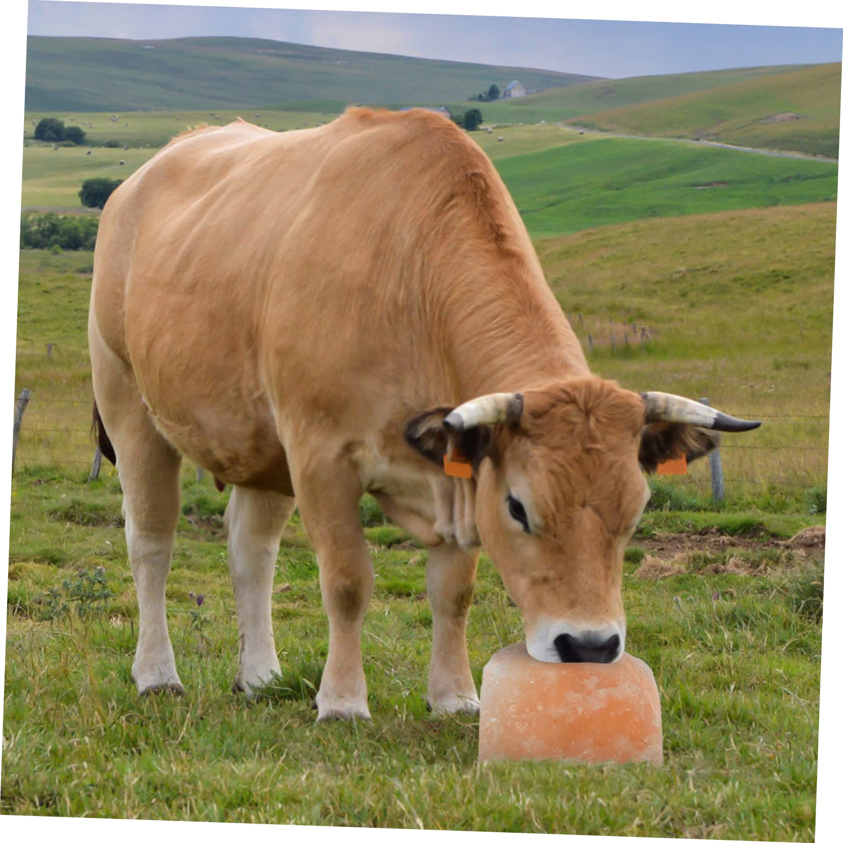 DOITOOL Bloque Mineral Para Ganado Bloques Naturales Para Lamer Colgante Suministro De Granja Para Caballos Vacas Ovejas