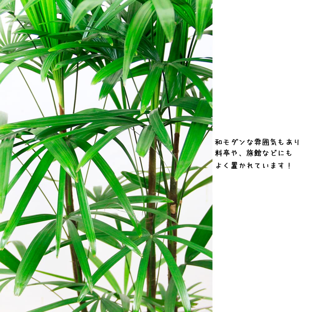 No.74 シュロチク　棕櫚竹　H100 No.74 シュロチク 棕櫚竹 H100
