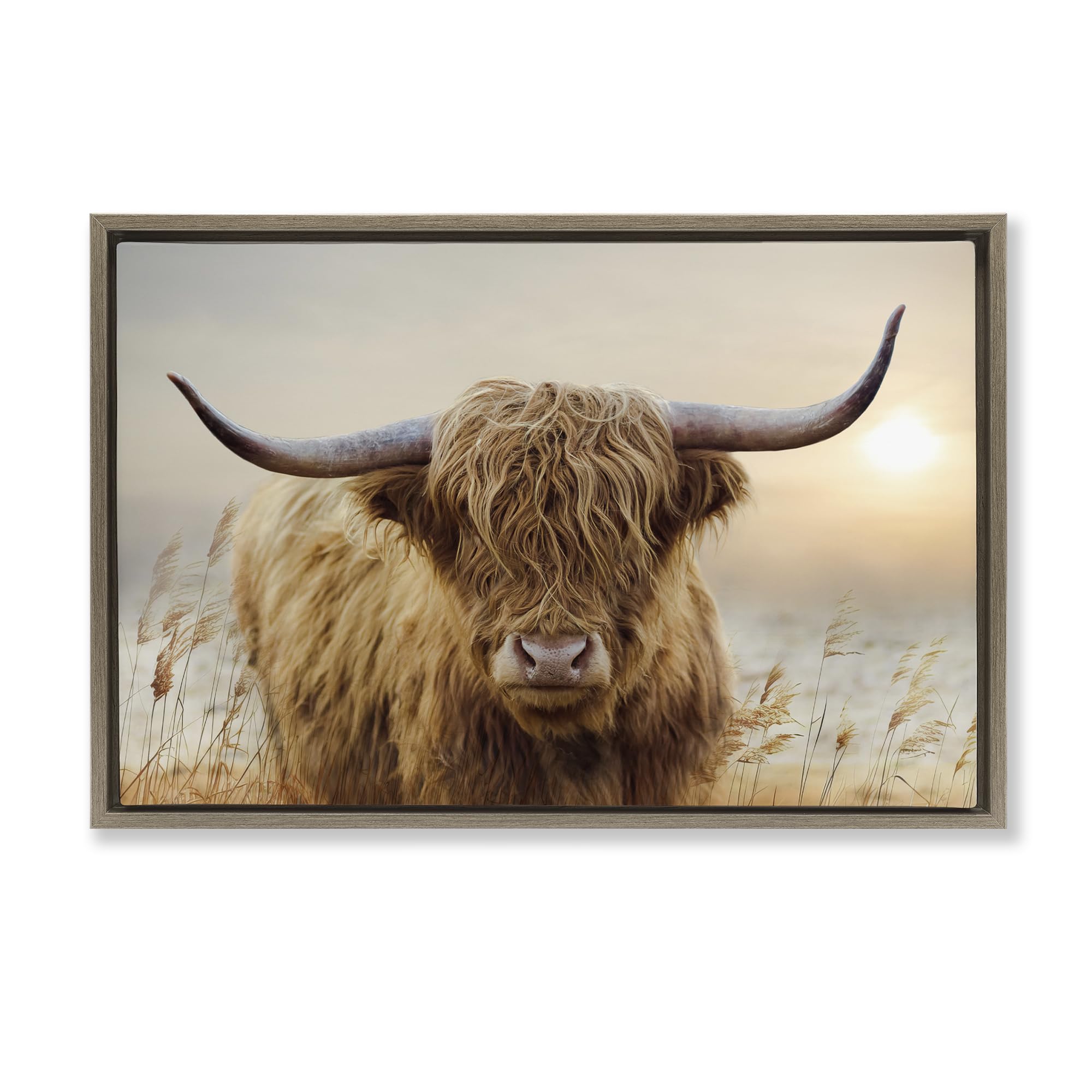 'Highland Cow & Warm Sunset'| Floating Frame Canvas Art