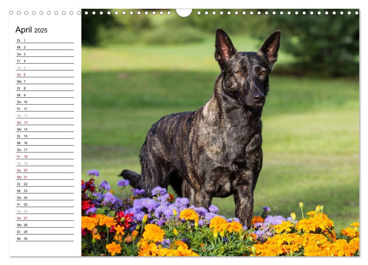 ausdrucksvolle Holländische Schäferhunde (Wandkalender 2025 DIN A3 quer), CALVENDO Monatskalender: Beieindruckend und ausdrucksstark - Holländische Schäferhunde (CALVENDO Tiere)