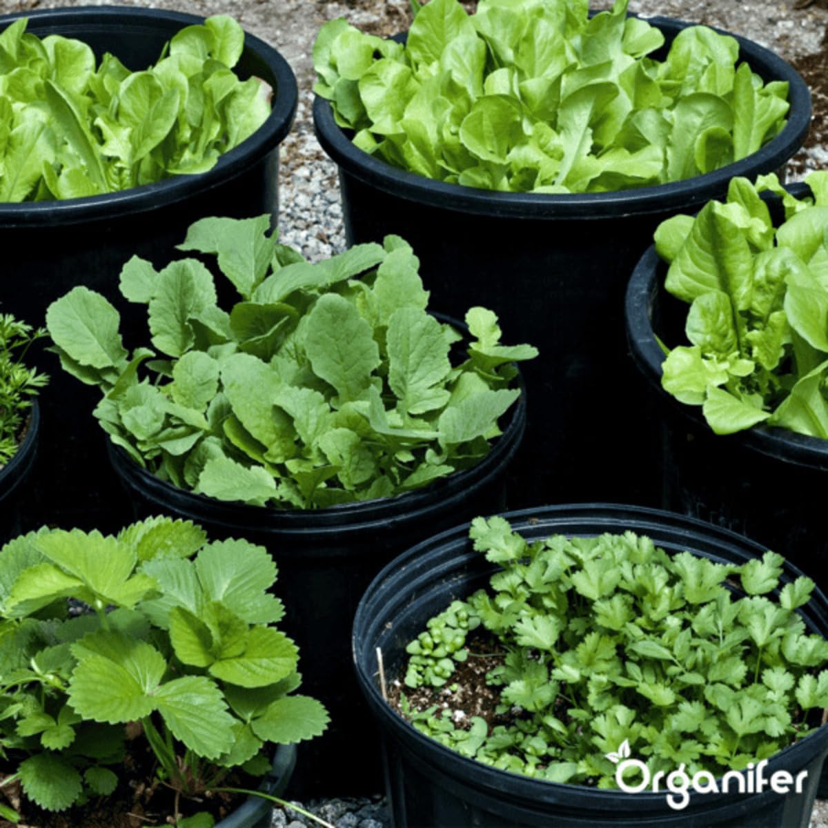 Flüssigdünger Für Die Wachstumsphase - 1L = 500L