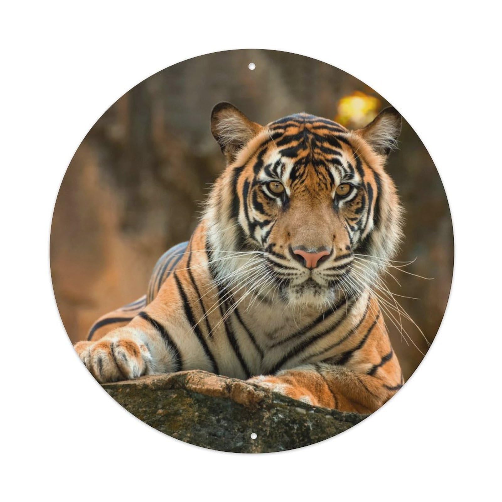 Sumatran Tiger Jungle Wildlife Big Cat Portrait Metal Tin Sign