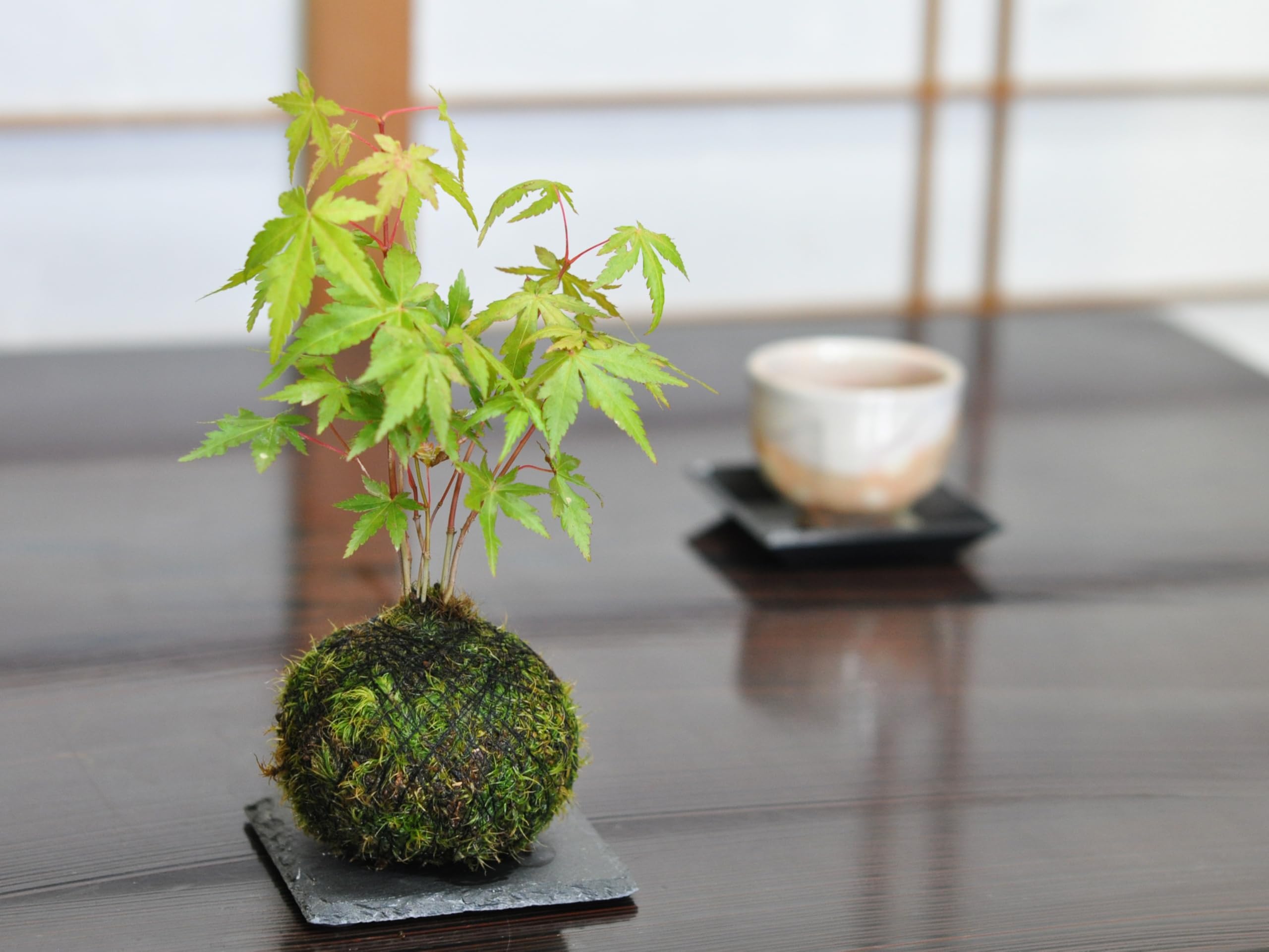Amazon.co.jp: 盆栽妙 紅葉(もみじ)の苔玉 プレゼント ギフト 盆栽