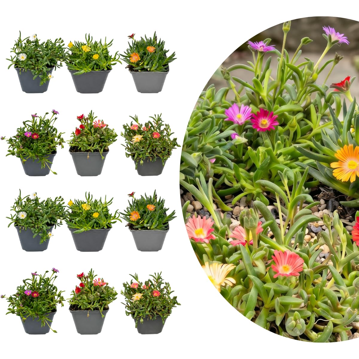 My Green Help – Delosperma Mix Piante Vere da Esterno, 12 Piante in Vaso Ø7 cm, Altezza 10-12 cm con Vaso, Succulenta Tappezzante Sempreverde per Giardino, Bordure e Vasi