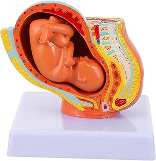 Outanaya 1Pc Modelo De Embrião Gravidez Modelo De Útero Ensino Modelo Médico Modelo De Gravidez Feminina Modelo De Desenvolvimento De Feto Modelo De Feto Uterino Modelo De Ensino Útero