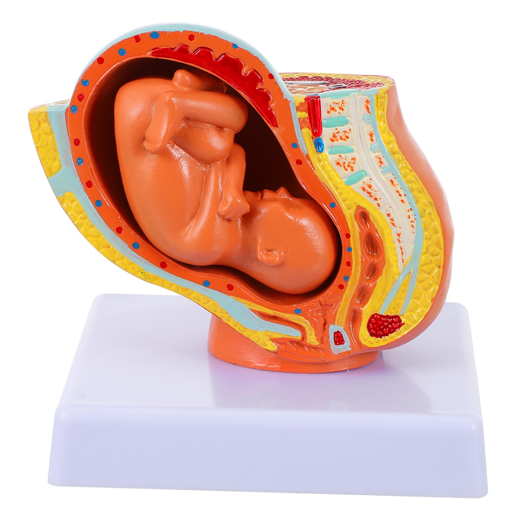 BELLIFFY Realistic Women Embryo Model Full-Term Uterine Fetus Display Pregnancy Teaching Tool Female Pelvis Anatomical Model Learning Aid