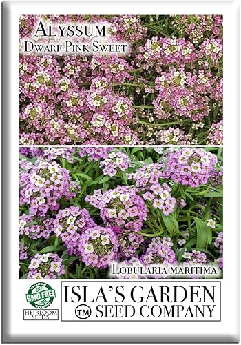 Semillas de flores de Alyssum dulce rosa enano, más de 1000 semillas de flores por paquete, semillas de jardín de Isla (semillas de jardín de Isla),