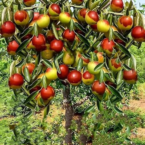 Nourishing Jujube Tree Seedlings 15-17 inch Height Exquisite Potted Plants for Garden, Yard, and Vibrant Indoor Décor Cover