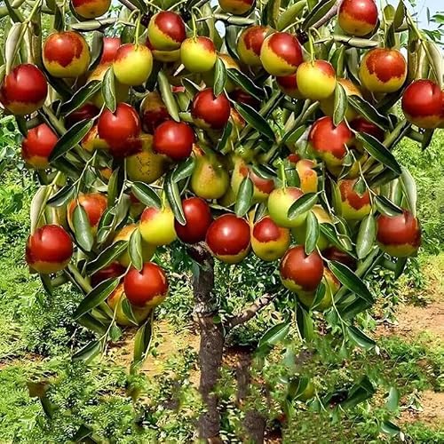Nourishing Jujube Tree Seedlings 15-17 inch Height Exquisite Potted Plants for Garden, Yard, and Vibrant Indoor Décor