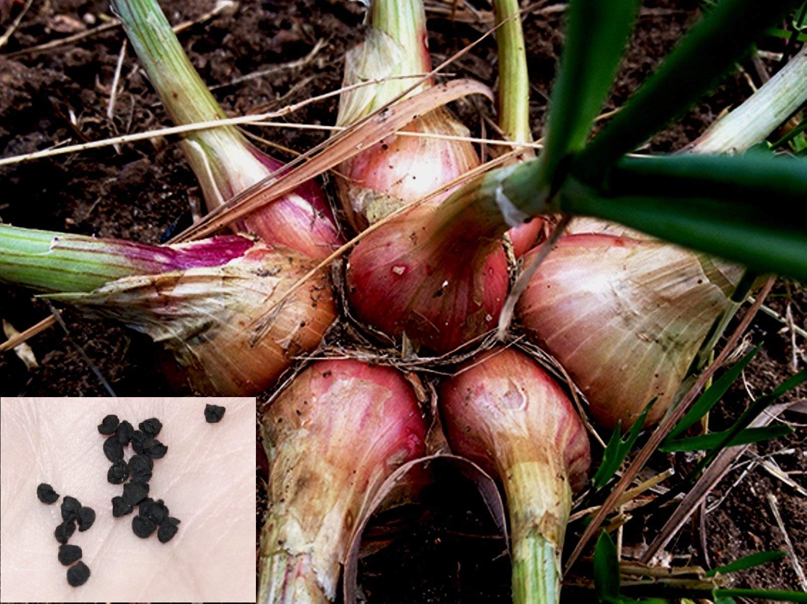 Golden Hills Farm Hybrid small onion co k2 300+ seeds (B096WDJRKP) Amazon Price History, Amazon Price Tracker