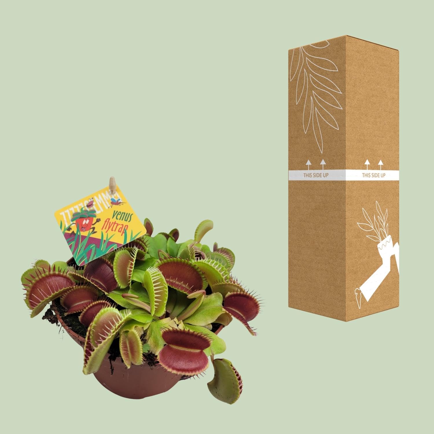 Dionaea Muscipula - 12cm - Ø12cm - Plante d'intérieur - Vert persistant