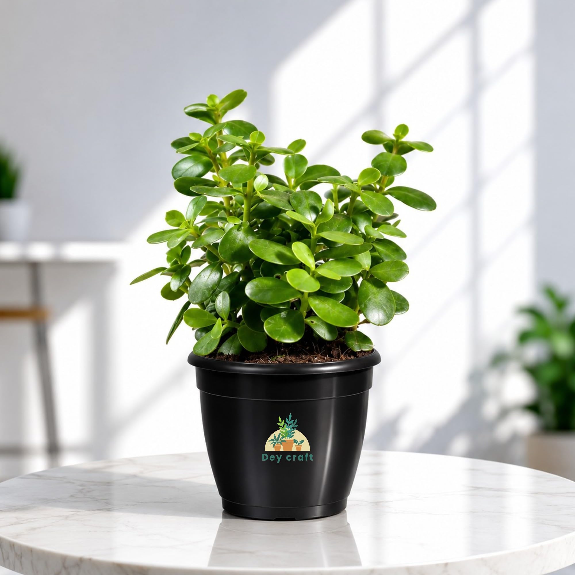 Jade Plant Live Indoor Original Good Luck Succulent With Grow Pot (JD50) | Vastu, Feng Shui, Wealth & Prosperity,low maintenance for home office-image-29