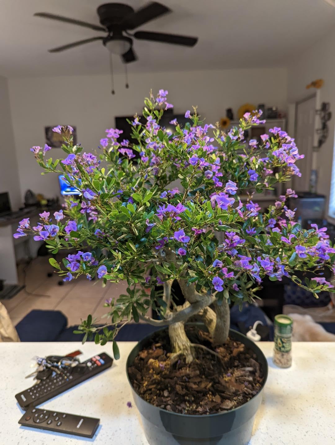 See full amazon price history chart for Online Plant Bazar vietnamese Blue Bell Flower Live Plant Online Plant Bazar vietnamese Blue Bell Flower Live Plant (B0DC4MGBZ3) Amazon Price History, Amazon Price Tracker