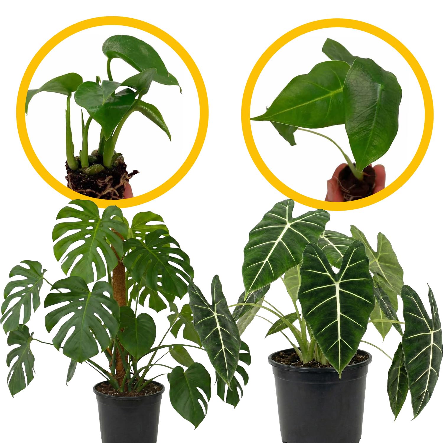 ragnaroc Monstera Deliciosa & Alocasia Frydek Velvet Elvis 4ct