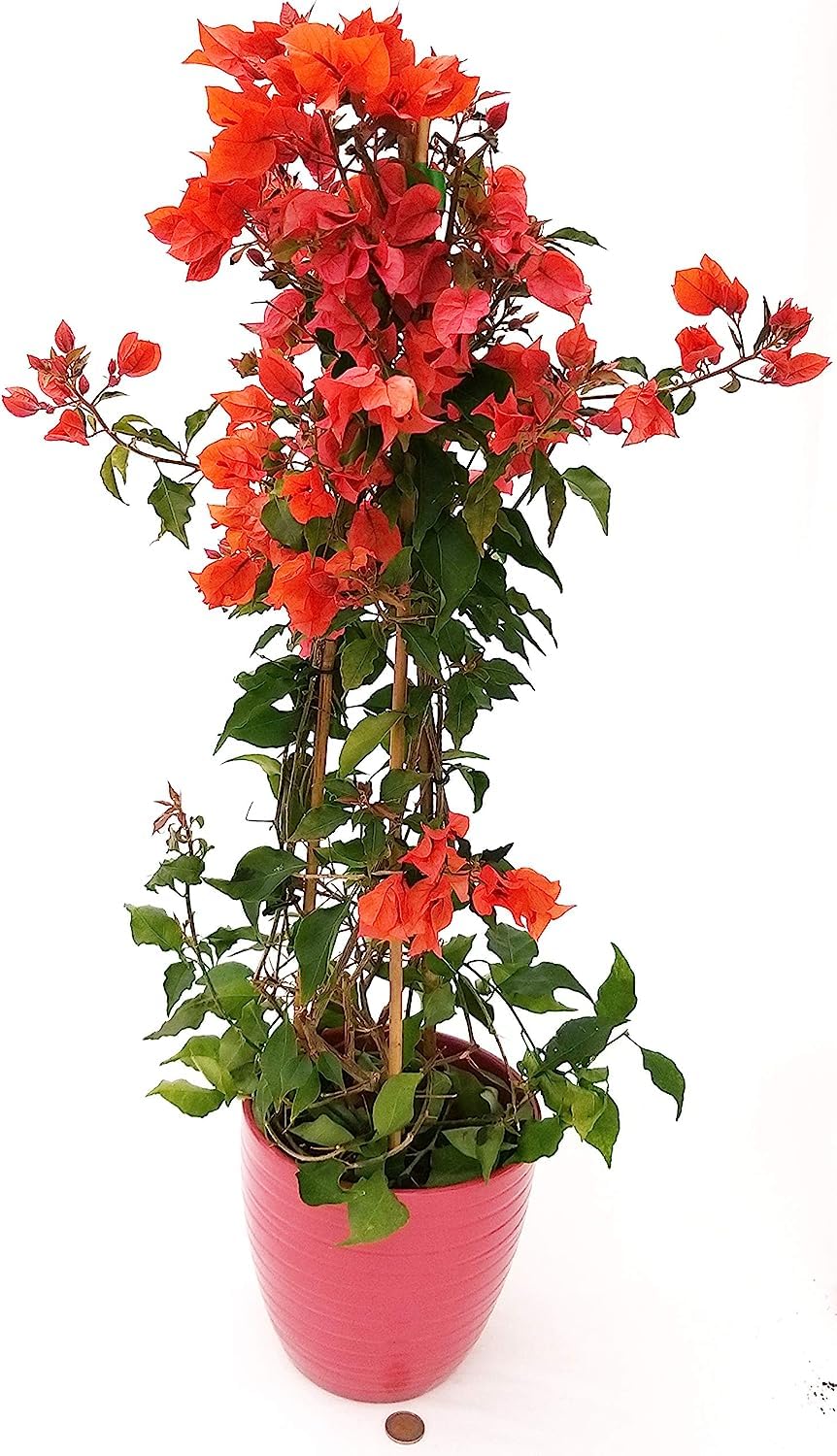 Bounganville rossa vaso 18cm grande bellissima