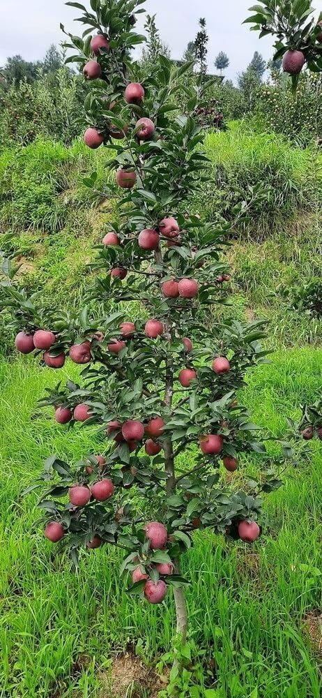 Golden Bloom Apple Plant (Anna) Grafted Live Plant Original Variety Especially Hot/Warm Climate (Pack Of 1)-Apple Fruit in 2 Years-image-24