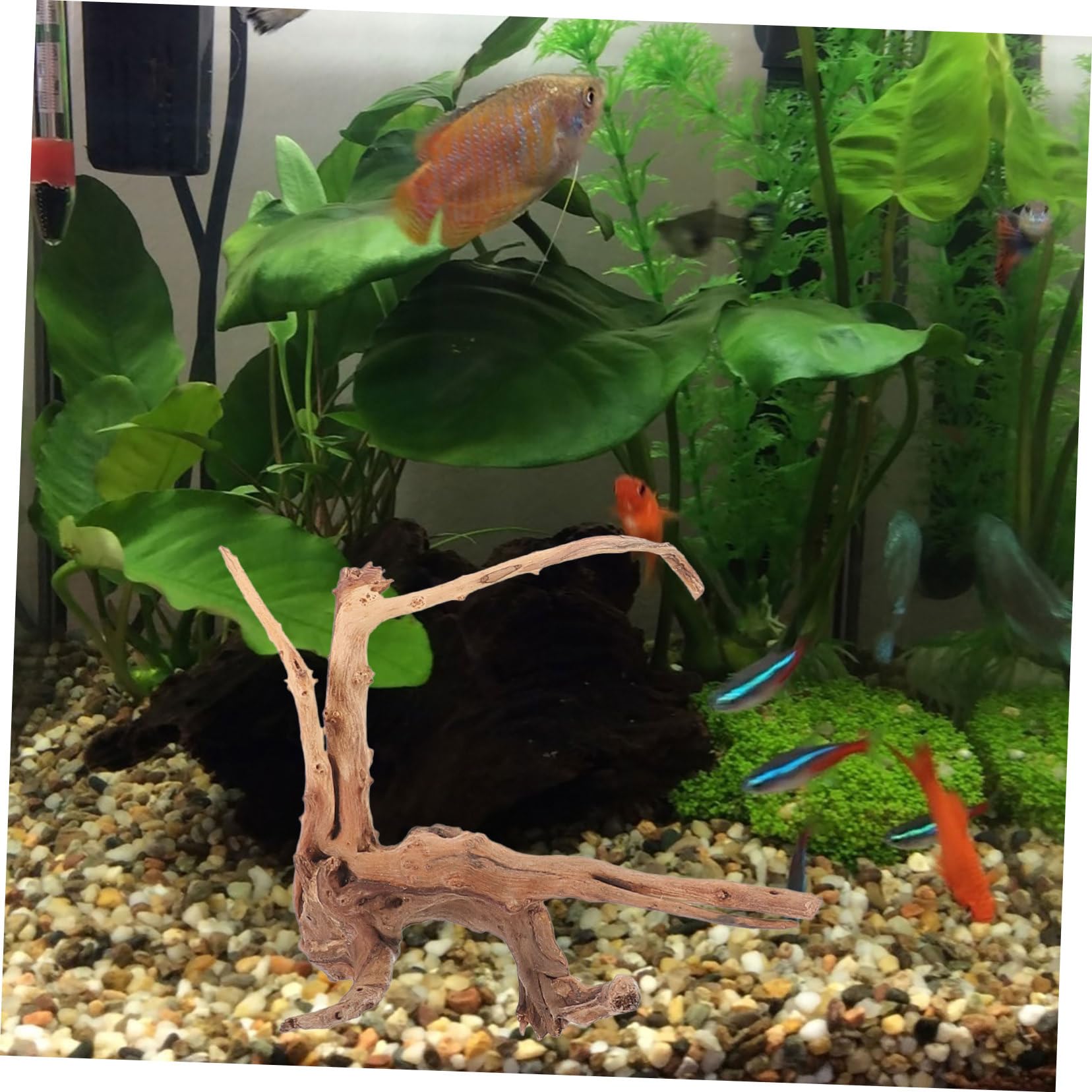 Toddmomy 3piezas Madera Flotante para Pecera Decoración Natural De Madera Flotante para Acuario Adorno De Tocón De Planta para De Acuario para Peceras y Hábitats De Reptiles