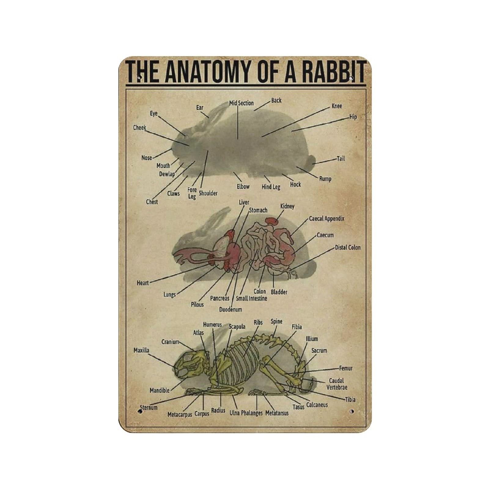 Metal Tin Sign Rabbit Anatomy Knowledge Map Vintage Tin Poster Metal Sign Wall Decoration Country Kitchen Home Garage Decor 12"x8"