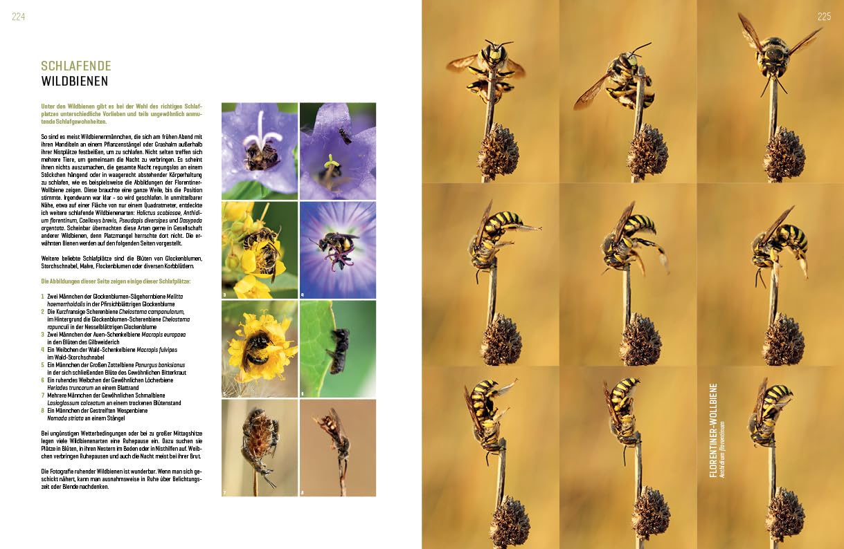 WILDBIENENHELFER: Wildbienen & Blühpflanzen