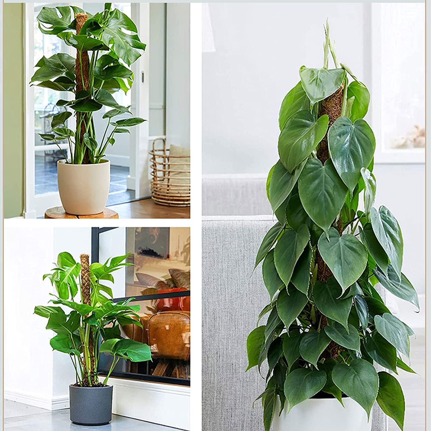 Toxx MOSS STICK 50SW Toxx MOSS STICK 50SW Amazon.com : EOX 6 Pcs 24 Inch Plastic