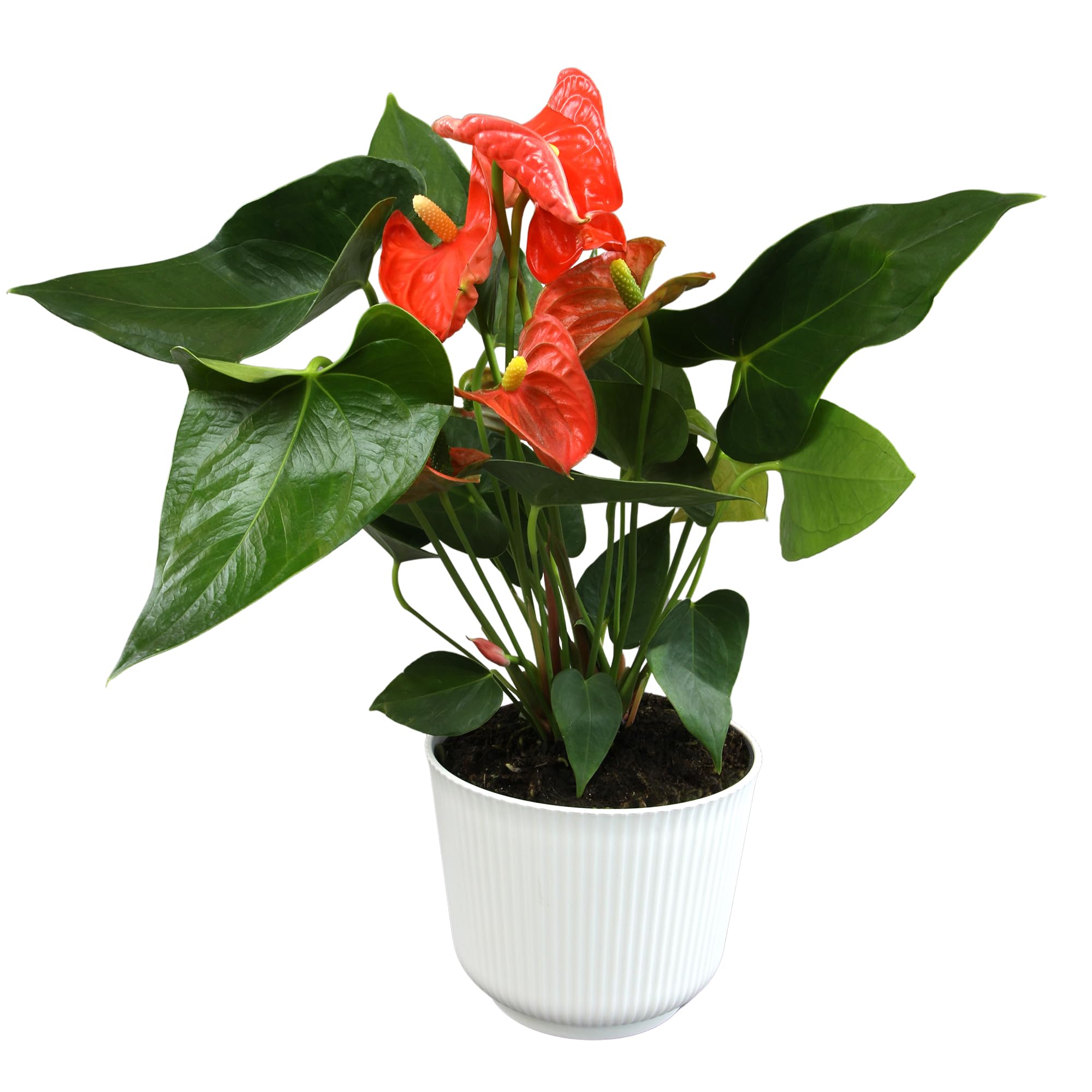 Orange Anthurium
