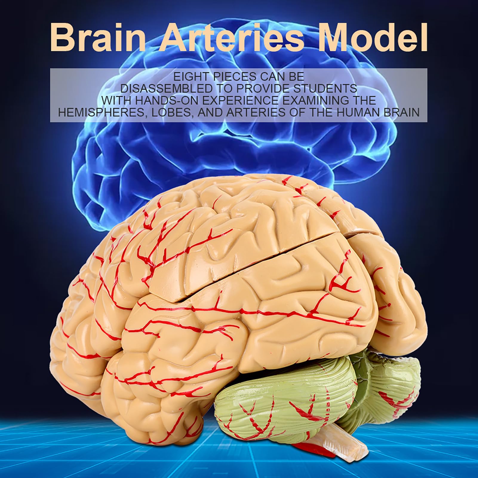 FAUOSWUK Brain Arteries Model,8-Part Human Brain with Arteries Anatomical Anatomical Brain Model Life Size Human Brain Anatomical Model for Science Classroom Study Display