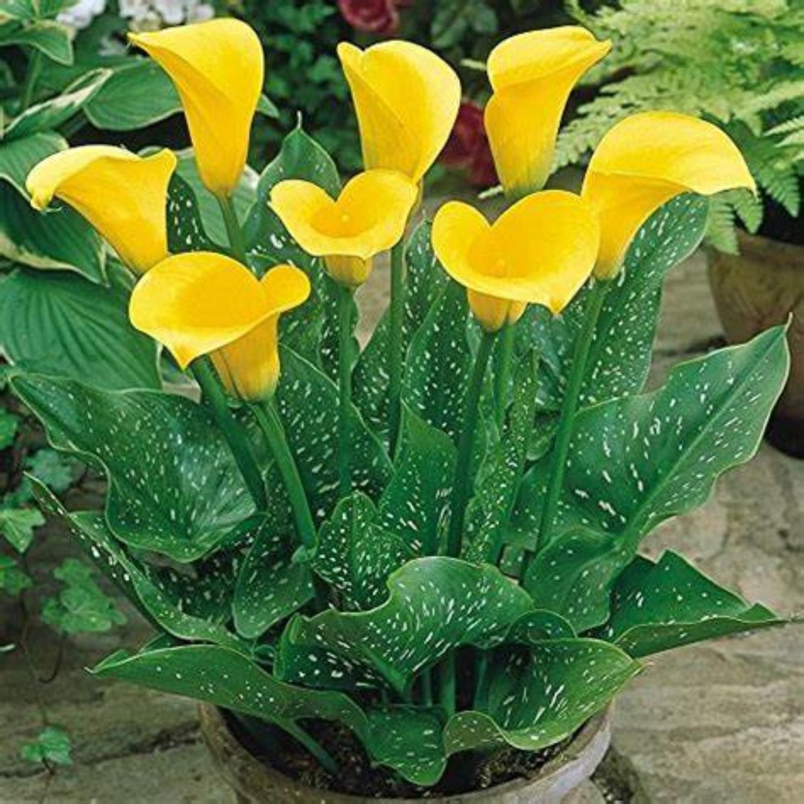 Calla Lily Bulbs Mix for Planting Now UK/Greening Flower/Good for Containers/Cut Flowers/Strong Plants That Grow Well/Natural Organic/Wedding Flowers.-2bulbs-I