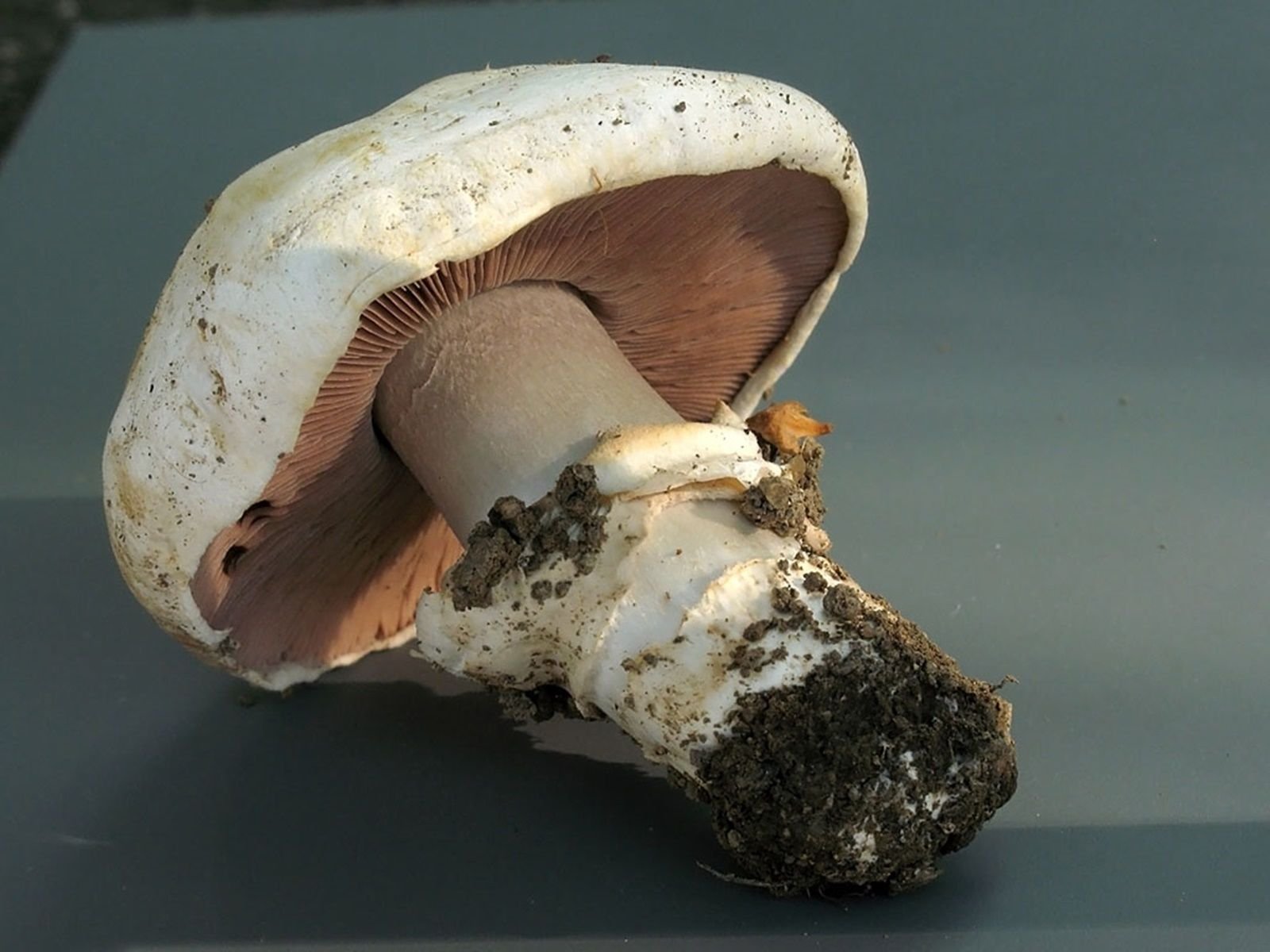 Pavement funghi (Agaricus bitorquis) micelio spore Spawn semi essiccati  (10g) : Amazon.it: Giardino e giardinaggio