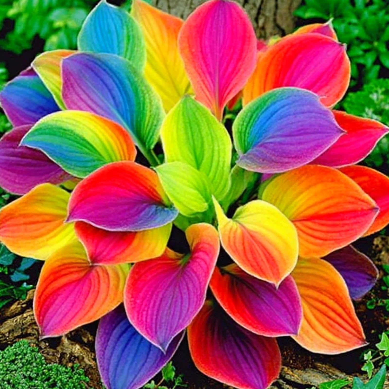 Lively Hosta Bulbs UK, Hardy Perennial, Excellent Display, Mix Greening Flower, Natural Organic, Wedding, Balcony Garden-4 Bulbs-D