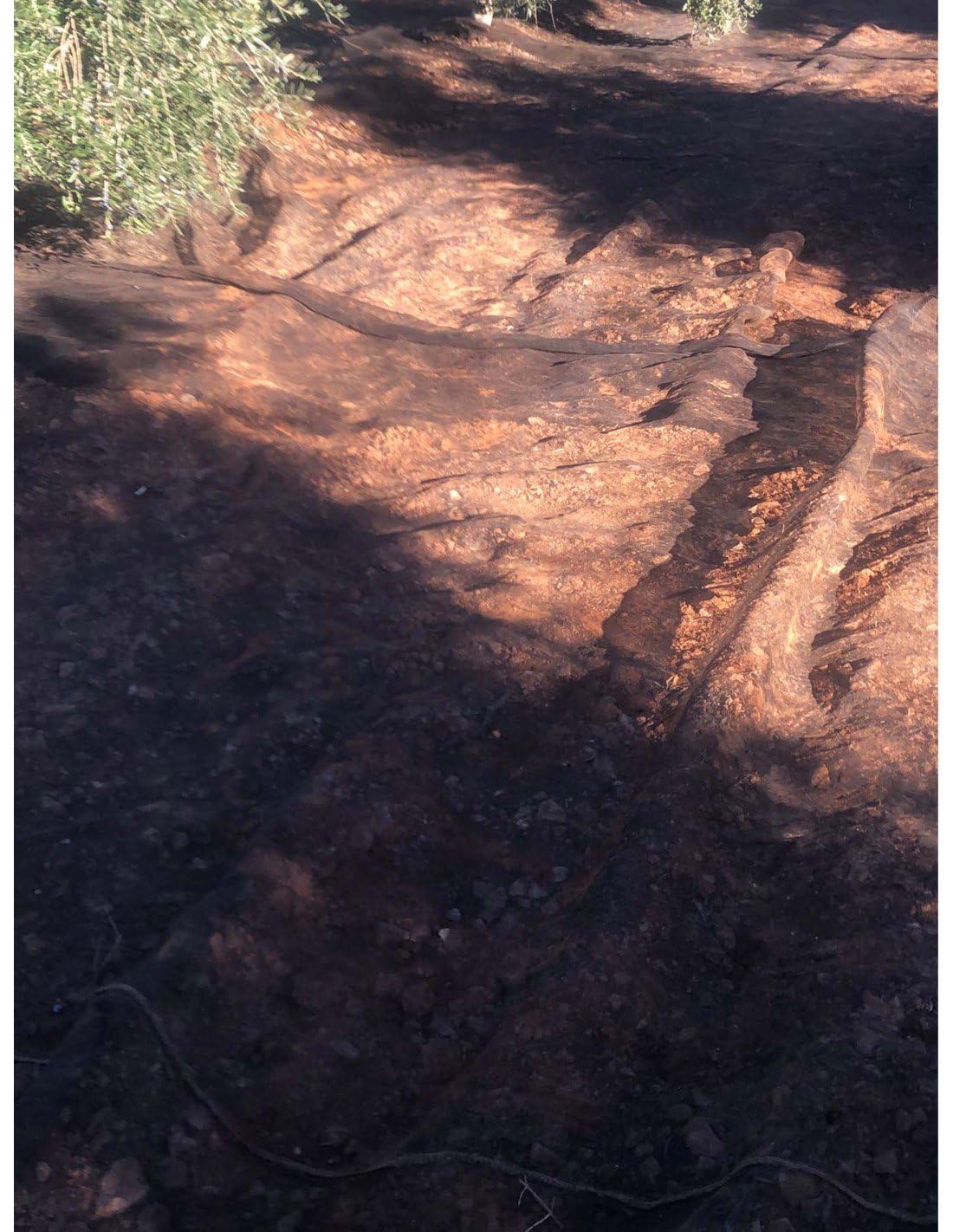 Jardin202 - Manto para Recolección de Frutos | Manto de Aceituna Resistente y Flexible | Telones de Aceitunas, Almendras y Frutales | 8 x 14 m (112 m2) -