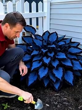 Hosta Bulbs.Strong Plants That Grow Well Mix Golden Jade Carving Feels Beautiful/// NVNJHJN .-4 rhizomes-D