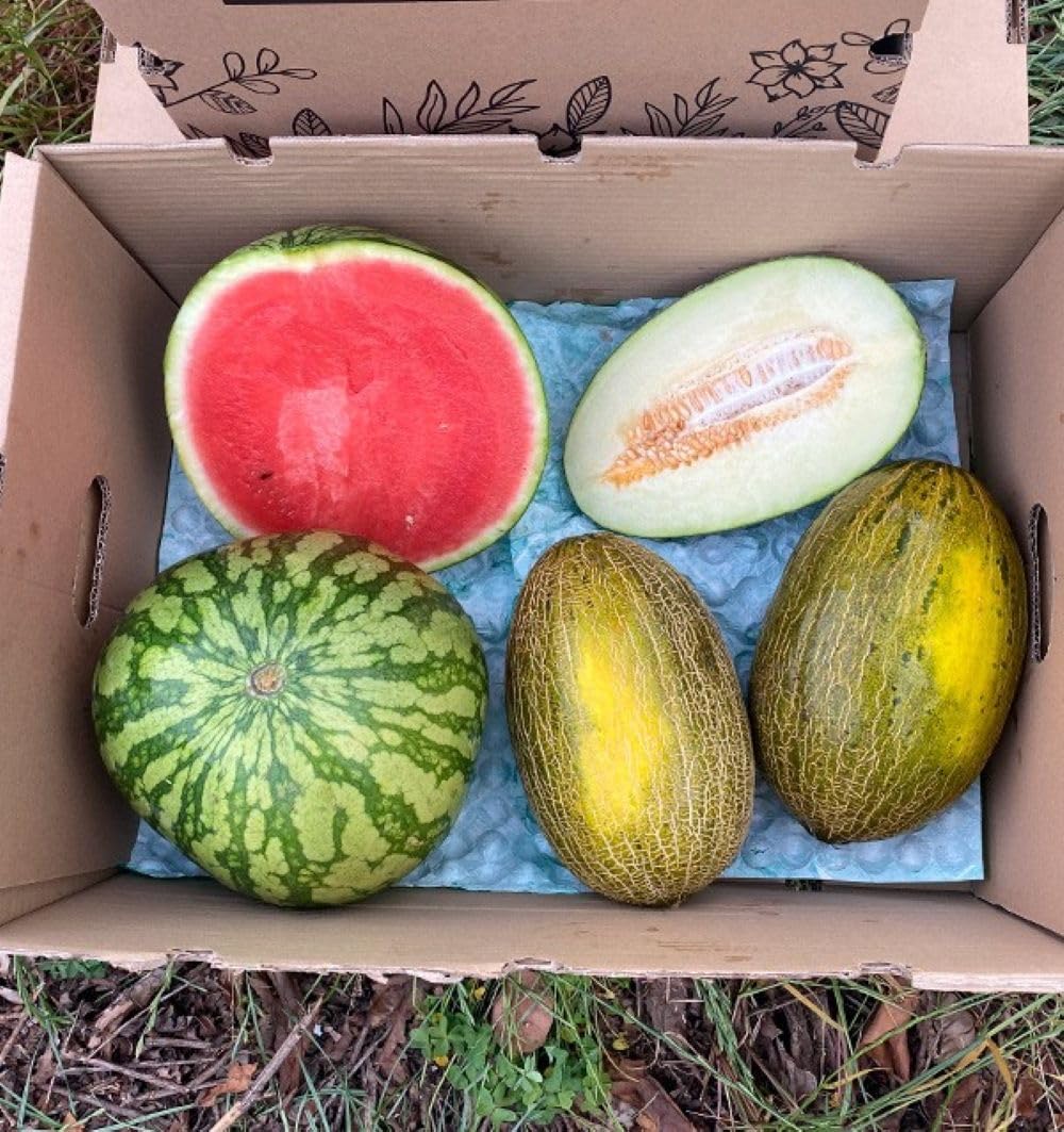 Caja 1 sandía rayada y 2 melones piel de sapo | Comprar sandía rayada 6kg y melones piel de sapo 2,70kg cada pieza. Fruta directa del agricultor de Castellón (España)