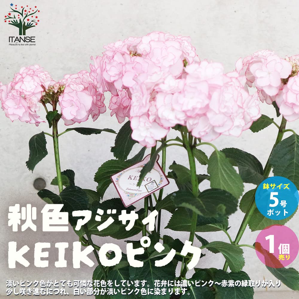 Amazon.co.jp: ITANSE アジサイ・KEIKO ピンク(ケイコピンク) 5