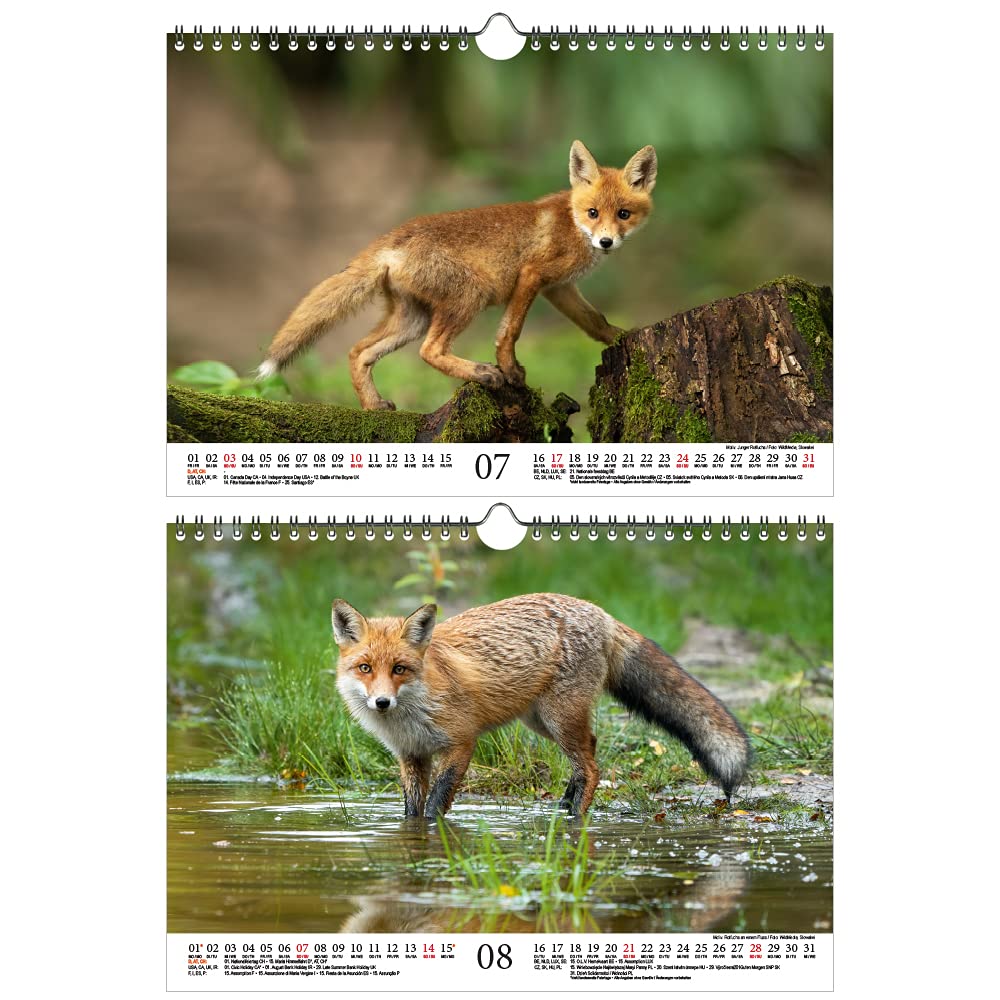 Calendrier Mural Papier 2026 Renards Malicieux Forêts 100% Recyclable Sans Plastique